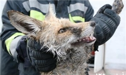 خبرگزاری فارس: نجات یک قلاده روباه در کاشمر